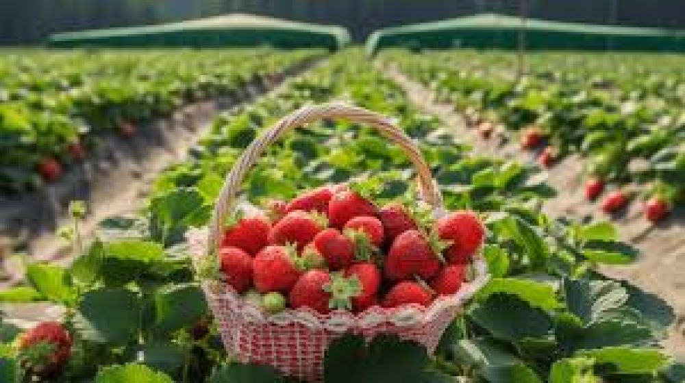 How To Reach Strawberry Farm (Baguio) In 2024