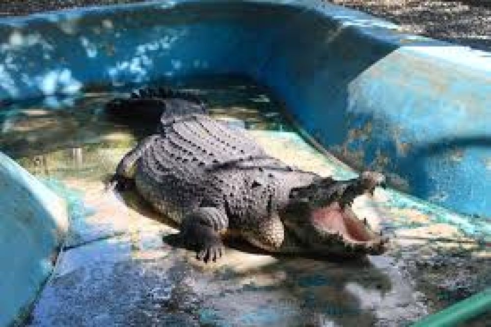 Crocodile Park