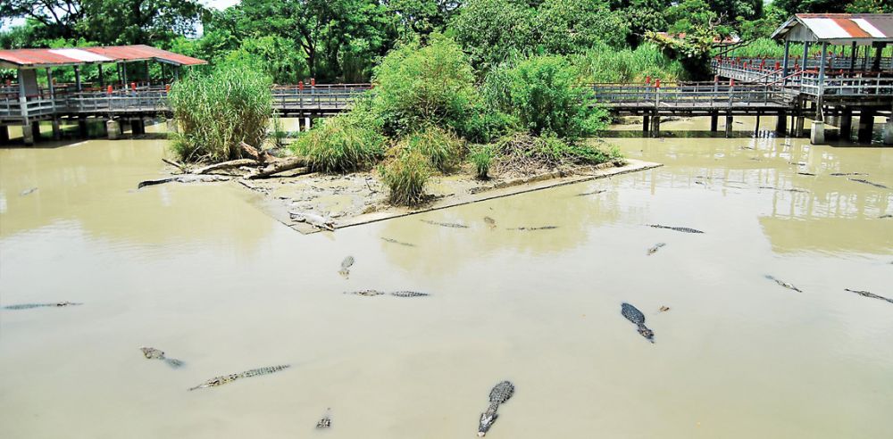 Thaketa Crocodile Farm