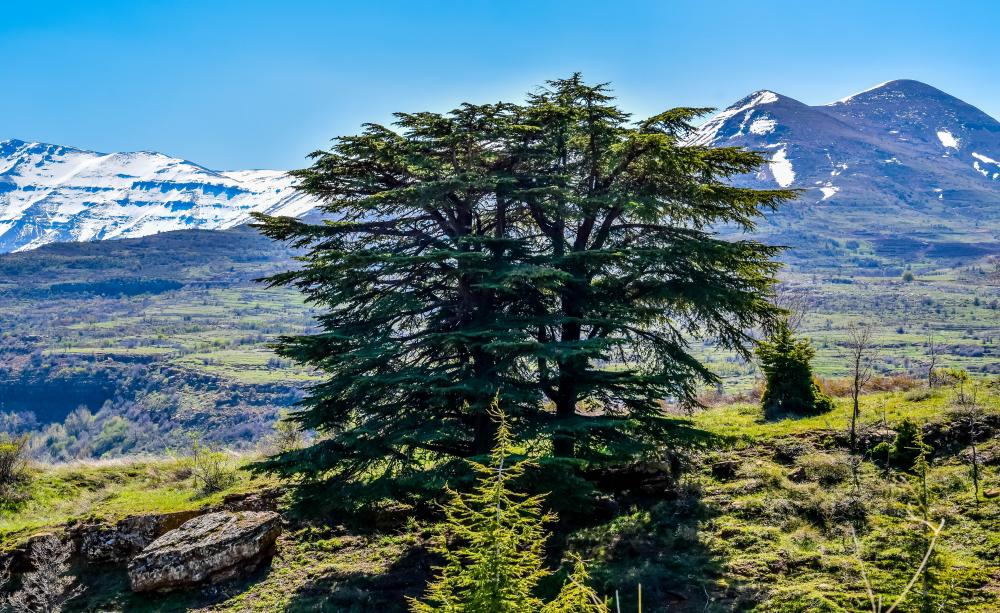 Cedars of God