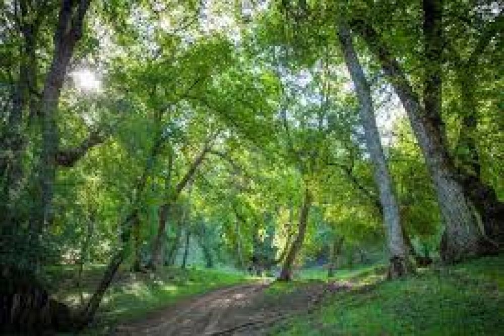 Arslanbob Walnut Forest