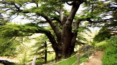 Bsharri Cedar Forest