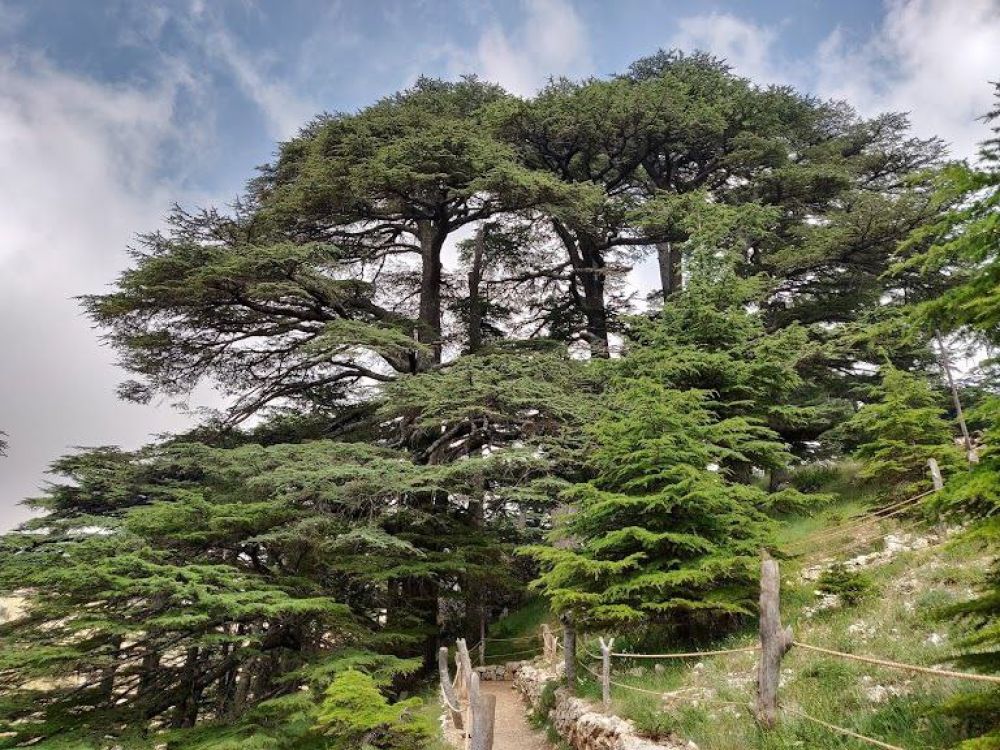 Cedars of God Forest