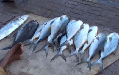 Sohar Fish Market