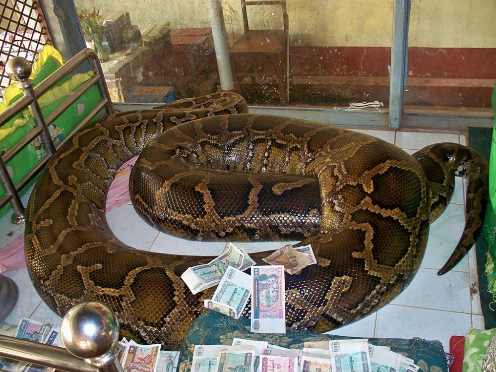 Snake Monastery