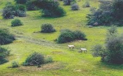 Al Reem Biosphere Reserve