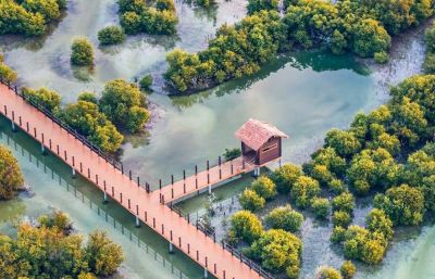 Mangroves of Al Khor