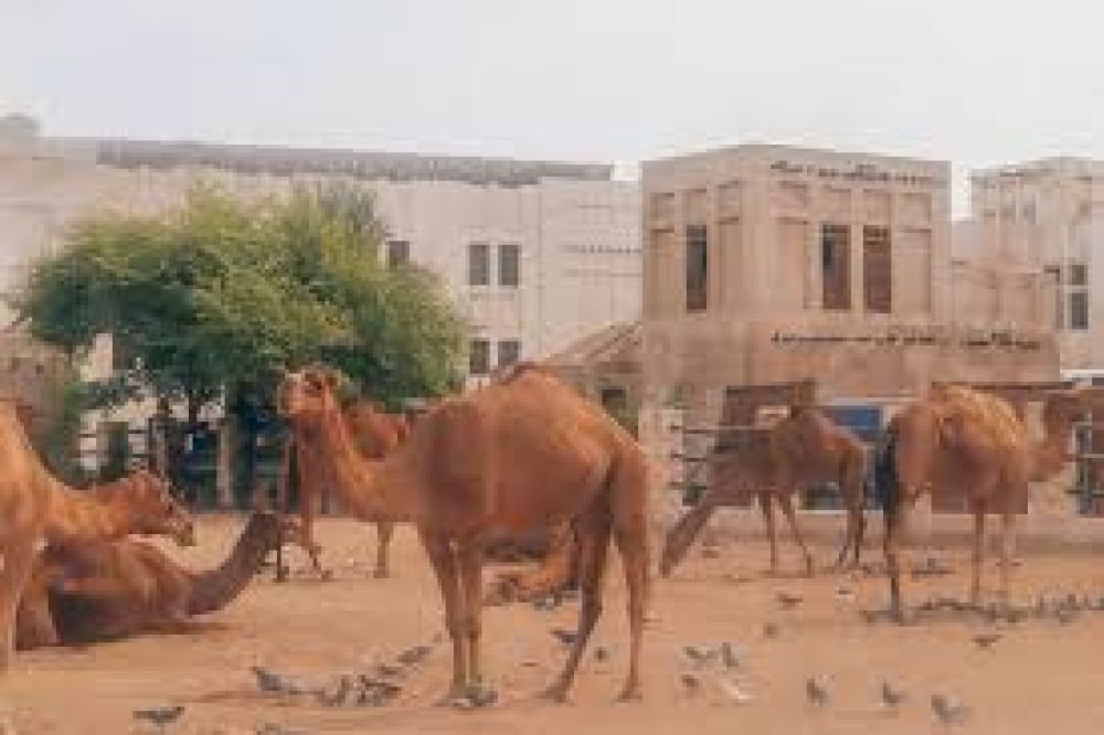 Al Shahaniya Camel Souq