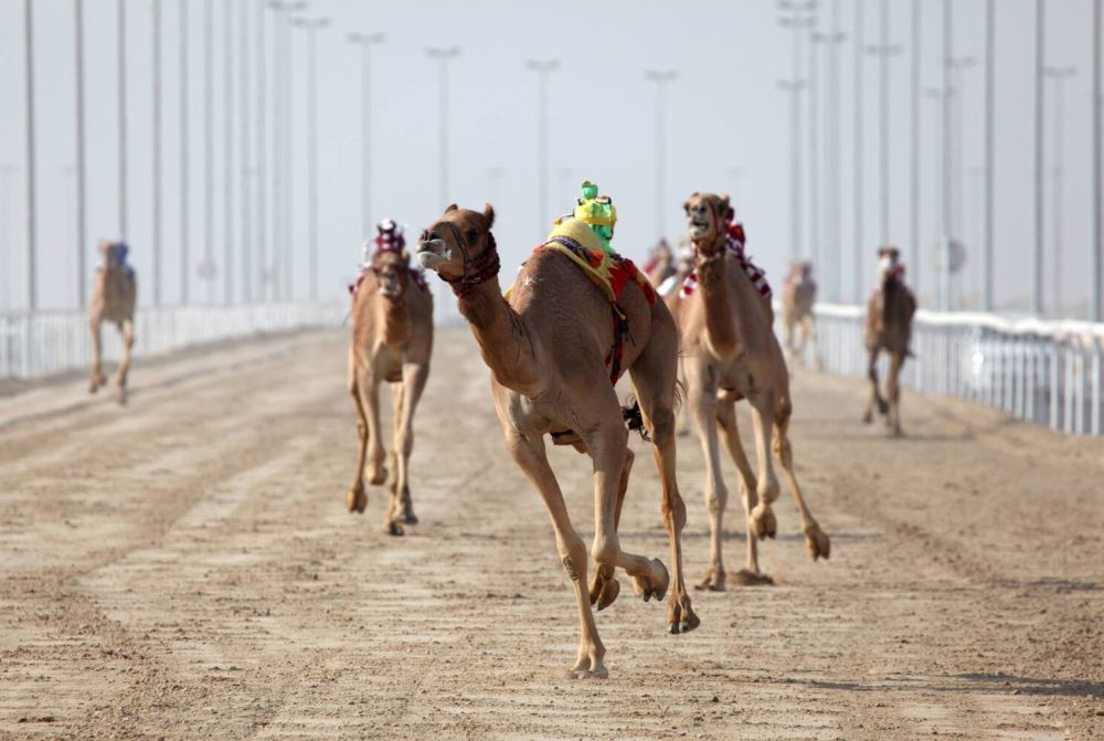 Al Shahaniya Camel Racetrack