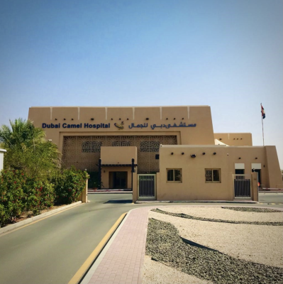 Al Shahaniya Camel Hospital