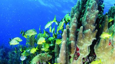 Surrounding Coral Reefs