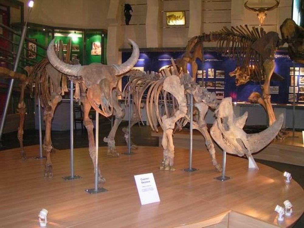 Mammoth Museum