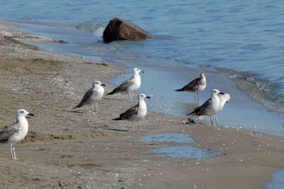 Hazar Nature Reserve