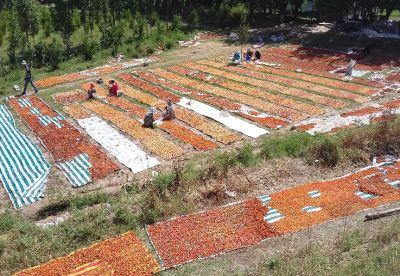 Apricot orchards Isfara