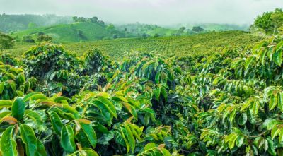 Coffee Plantations and Farms