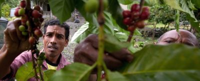 Local Coffee Plantations