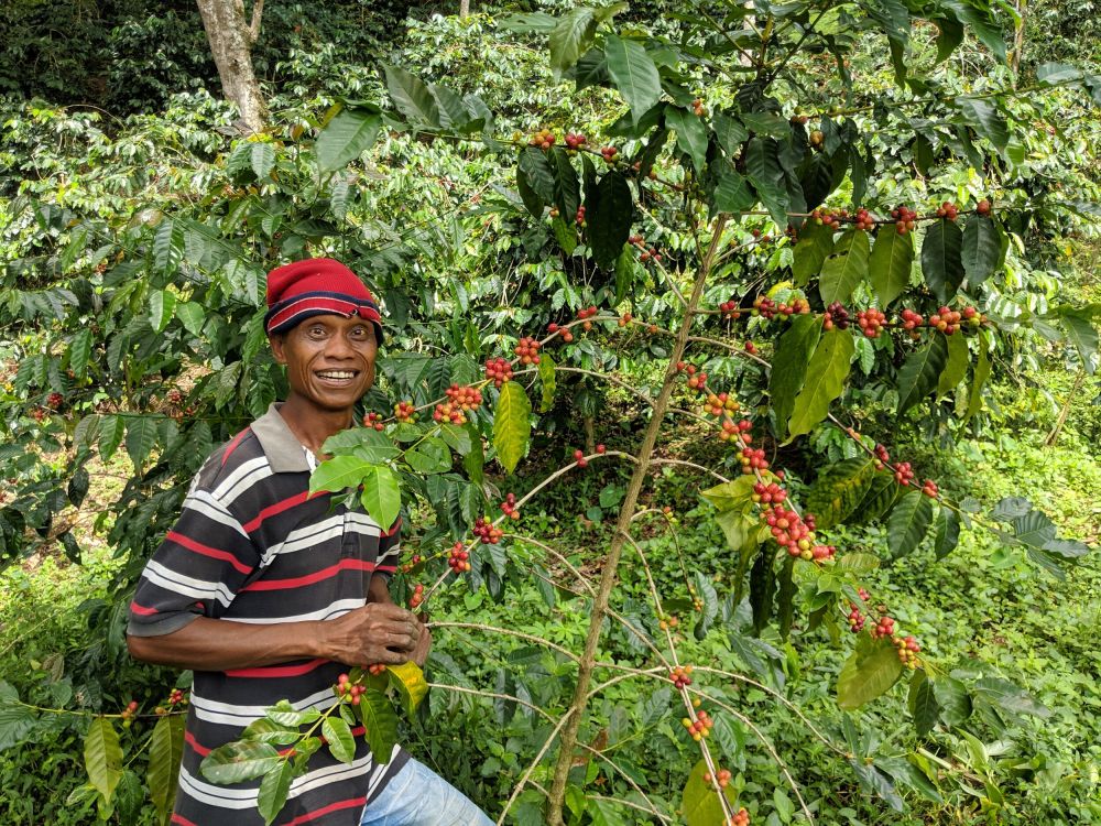 Ermera Coffee Plantations