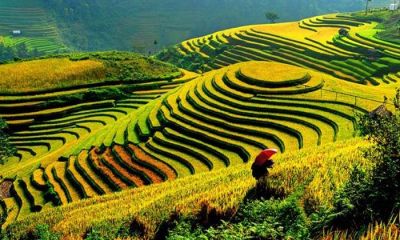 Scenic Rice Terraces