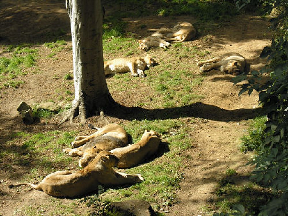 Edinburgh Zoo