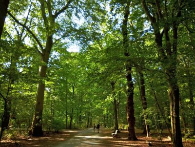 Eilenriede Forest