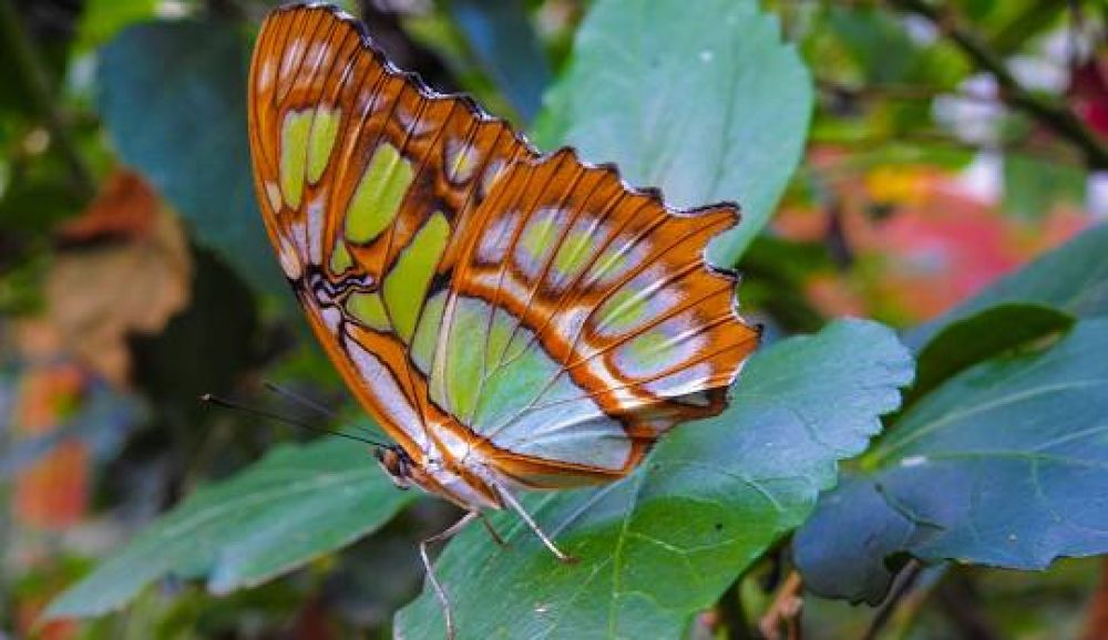 Stratford Butterfly Farm (Stratfordupon-Avon) History