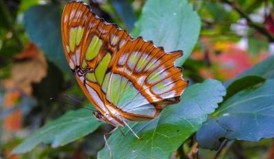 Stratford Butterfly Farm