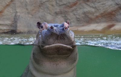 Cologne Zoological Garden