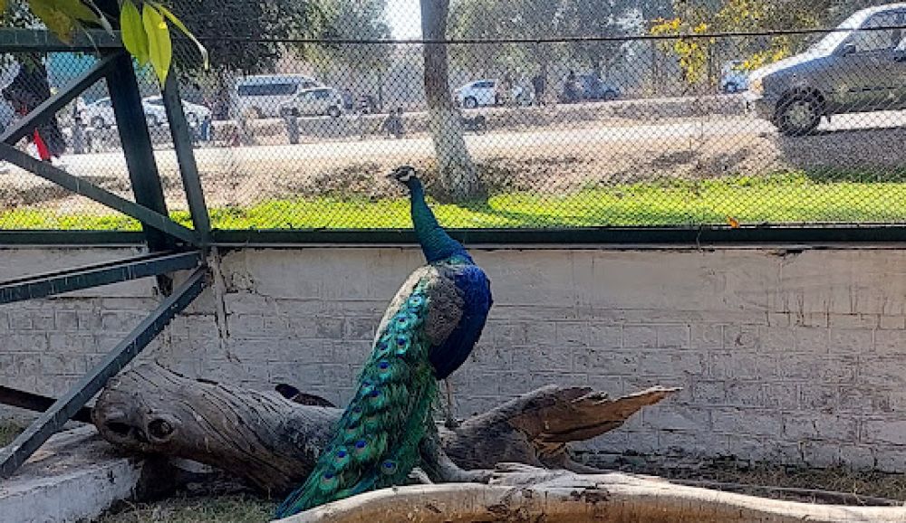 Lahore Safari Park