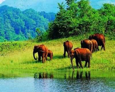 Munnar Romantic Tree House With Houseboat