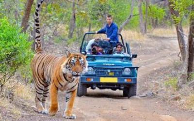  Night  Day Jim Corbett tour packages